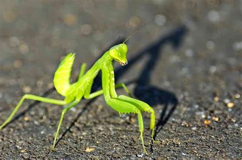 カマキリファーム: なぜカマキリは農業の未来を変えるのか？